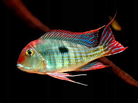 ziemiojad red head tapajos geophagus cena opinie ryby