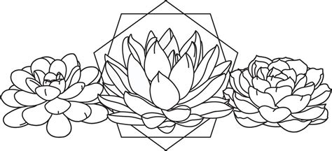 Line Drawing Succulent For Free Download - Succulent Drawing Flower ...