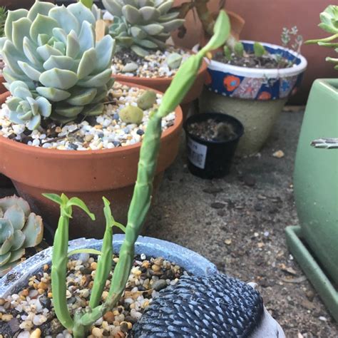 Euphorbia Pteroneura Euphorbia Floresii Uploaded By Rosegardengirl
