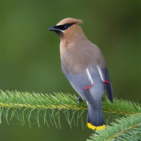 Discover How To Attract Waxwings To Your Backyard And Bird Feeders