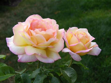 Роза Пис Фото И Описание – Telegraph