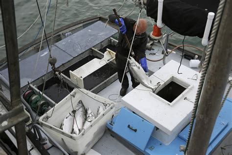 california king salmon commercial fishing season rebounds  drought