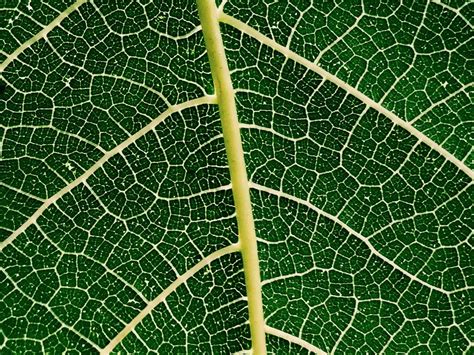 Виды листьев у растений - 65 фото