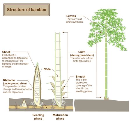 An Eco Friendly Material Bamboo Hong Kong Science Museum