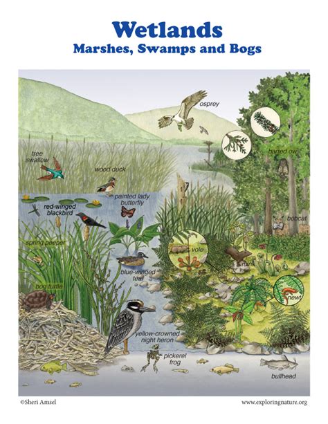 Wetlands Posters