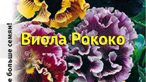 Виола гибридная. Краткий обзор, описание характеристик víola × ...