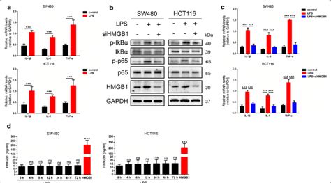 Lps Increases Inflammation In Hmgb1 Dependent Manner A Quantitative