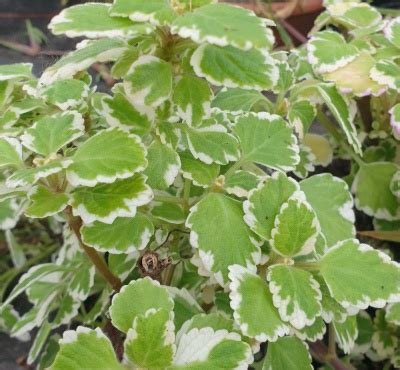 Plectranthus Coleoides Variegata Variegated Mintleaf From Shrubland