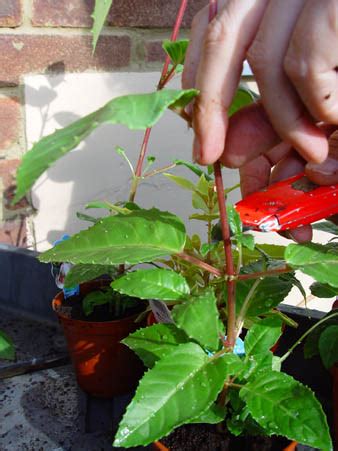 Fuchsia Cuttings - How to propagate fuschias