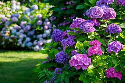 Comment Arroser Les Hortensias Pour Une Floraison Longue Et Luxuriante