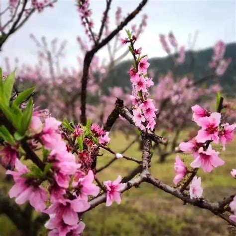 赶紧收藏！丽水这些地方可以赏花啦桃花樱花葛山村