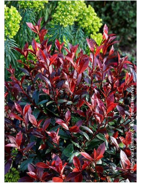 PHOTINIA fraseri CARRÉ ROUGE Photinia Carré rouge