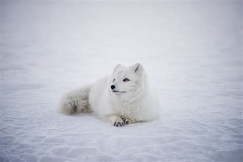 Fun Facts: Colour Changing Animals — Edmonton & Area Land Trust