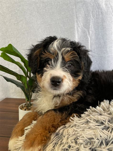 Bernese Mountain Poodle Mix Puppies