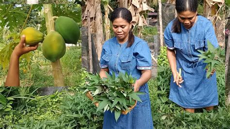 Panen Sayur Pucuk Ubi Rambat Dan Kates Masak Cussss Langsung Dimasak