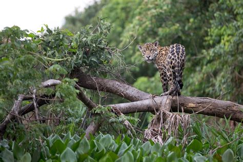 Wildlife Tour In Brazil S Pantanal Region 12 Days Kimkim