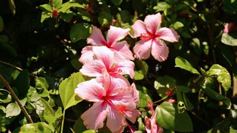 12 Must Have Companion Plants For A Thriving Hibiscus