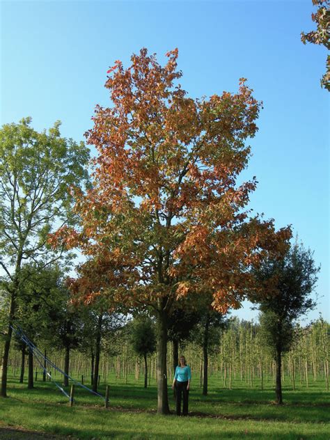 Quercus rubra 'Aurea' | Quercus rubra 'Aurea' - Van den Berk Nurseries