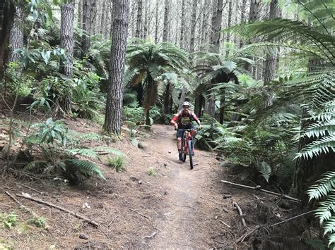 Challenge Rotorua NZ, awesome redwood and rainforest trail. Excellent
