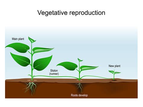 O Que É Propagação Vegetativa - Vetores de Reprodução Vegetativa Propagação Vegetal Ou Multiplicação ...