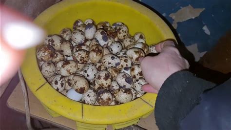 что с перепёлками? - YouTube