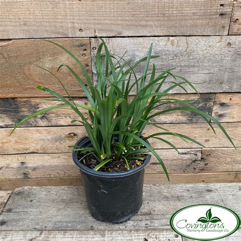 Liriope Super Blue Covingtons