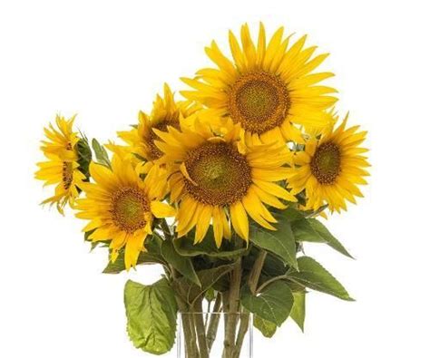 Семена подсолнечника купить в Москве - Подсолнух на посев по выгодной ...