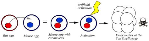 What Are Hybrids In Biology Definition