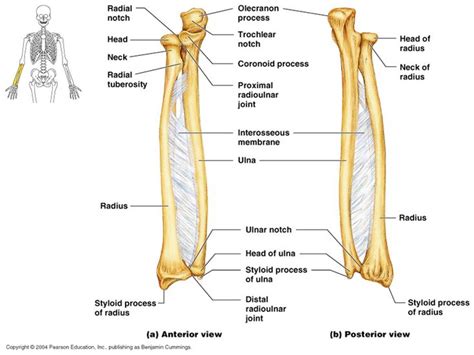 Radius and ulna | Human anatomy and physiology, Anatomy bones, Anatomy