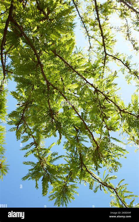 Selektiv Junge Bl Tter Von Gleditsia Triacanthos Auf Den Baum