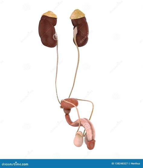 Male Genitourinary System Illustration Stock Illustration