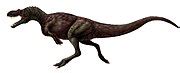 Tyrannosauroidea - Wikimedia Commons