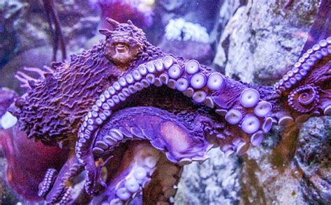 Octopus Camouflage Stock Photos, Pictures & Royalty-Free Images - iStock