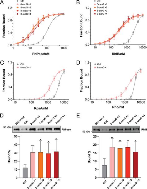 Determination Of Binding Capability Of Oxog Recognizing Rbps To