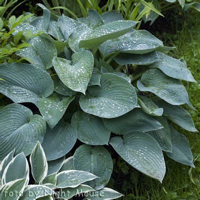 mnogoletnik.com - Hosta Blue Angel - Хоста Синий Ангел - Блю Анжэл