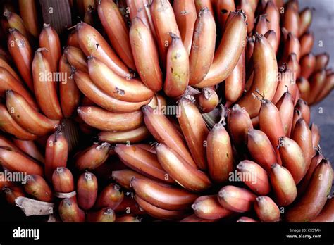 Red Banana Bunch Musa Acuminata Red Dacca Stock Photo Alamy