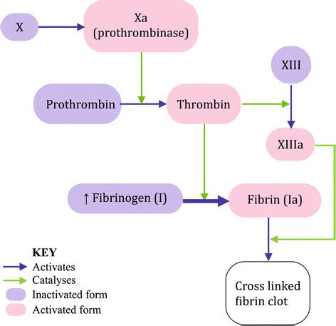 Common Coagulation Pathway