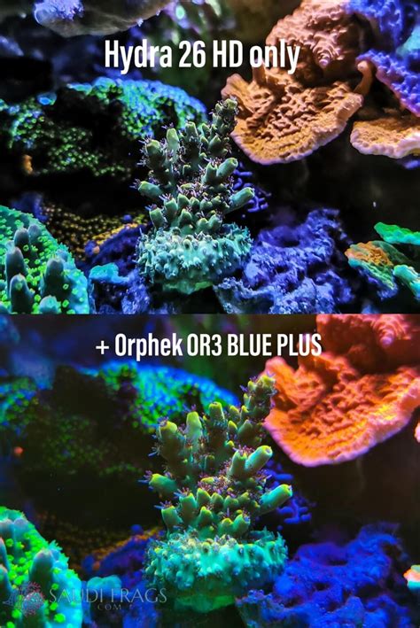 Or Led Bar Reef Aquarium Photo Gallery Orphek Reef Aquarium Led Lighting