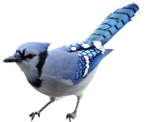 Blue Jay PNG HD Isolated | PNG Mart