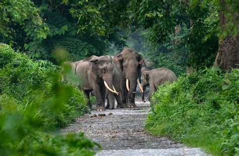Travel Talks Best Places To Visit In Assam Mavensocials