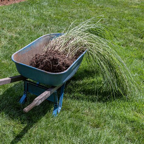 Dividing Maiden Grass Miscanthus Garden Tutor