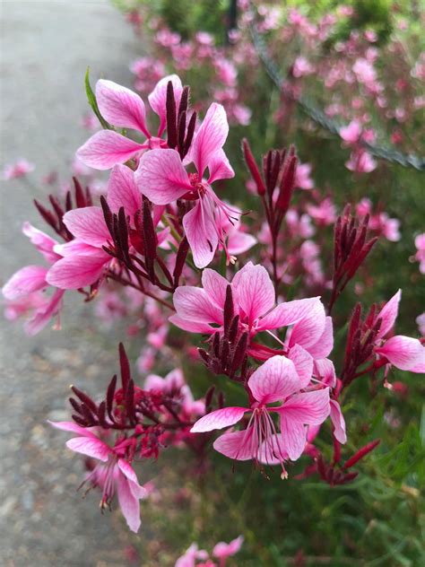 Gaura lindheimeri ‘Siskiyou Pink’ - gaura | Fort Tryon Park Trust