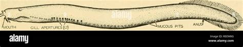 Cyclostomata Fishes Hi Res Stock Photography And Images Alamy
