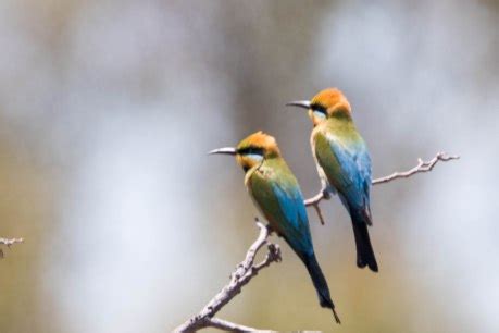 Quenda, quenda, quenda – Piney Lakes | Wildlife Watching in Australia