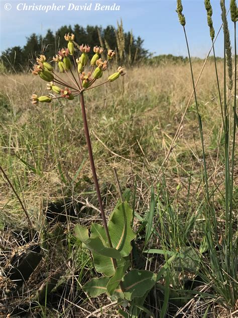 Asclepias amplexicaulis | Illinois Botanizer