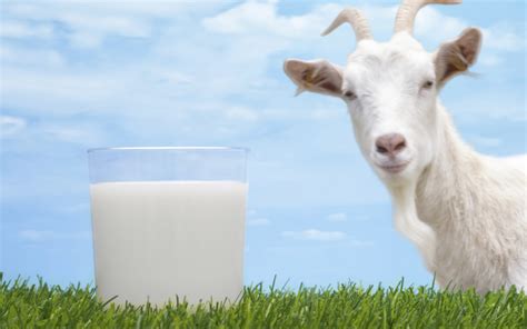 Why Goats Milk is better than Cows Milk - Struttin Pup