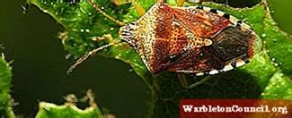 Hemiptera: characteristics, habitat, feeding, examples of species - science - 2025