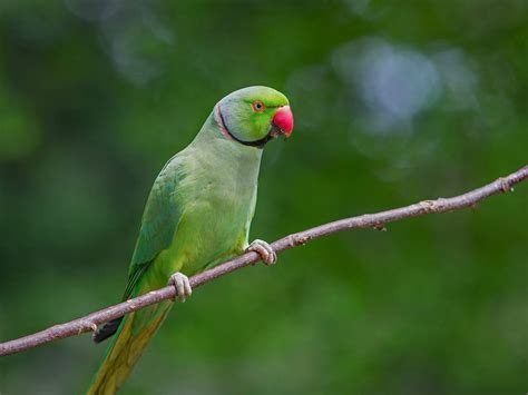 Parakeets Of London All You Need To Know Birdfact