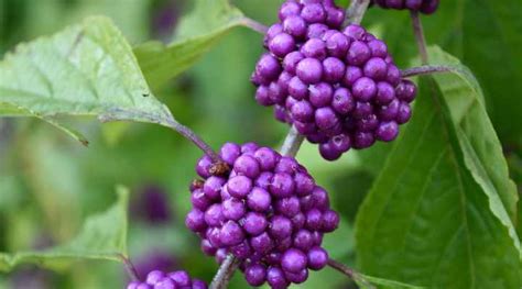 shrubs  trees  purple berries identification guide