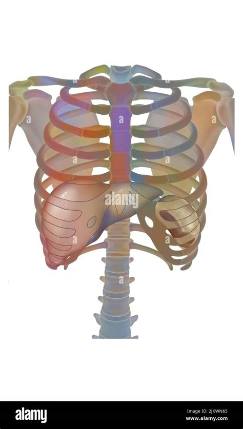 Thorax With The Rib Cage Ribs Sternum Liver And Spleen Stock